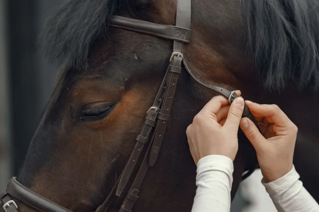 bridle doesn’t fit common bridle fitting mistakes riders should fix 2 Bridle doesn’t fit shown through browband, noseband, cheekpiece, bit position, leather swatches, size chart, and custom equestrian tack fitting.