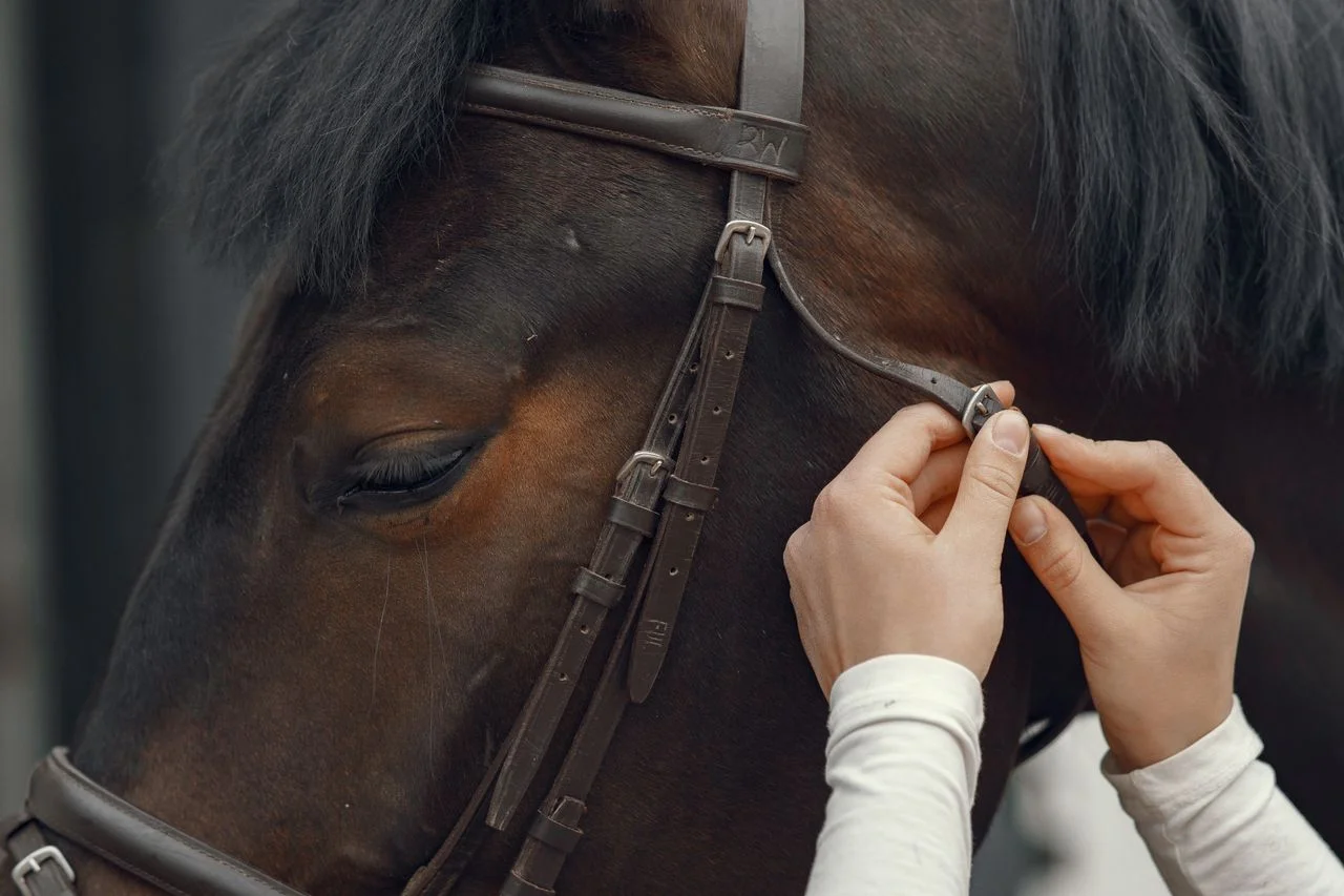 bridle doesn’t fit common bridle fitting mistakes riders should fix 1 Bridle doesn’t fit shown through browband, noseband, cheekpiece, bit position, leather swatches, size chart, and custom equestrian tack fitting.