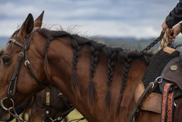 home 130 English vs Western tack comparison showing English and Western saddles, bridles, reins, saddle pads and equestrian equipment.