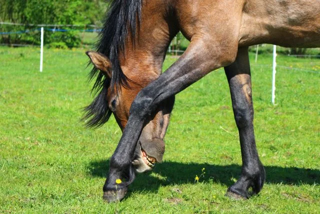 Horse showing subtle tack discomfort signs while an equestrian professional checks saddle, girth and bridle fit.