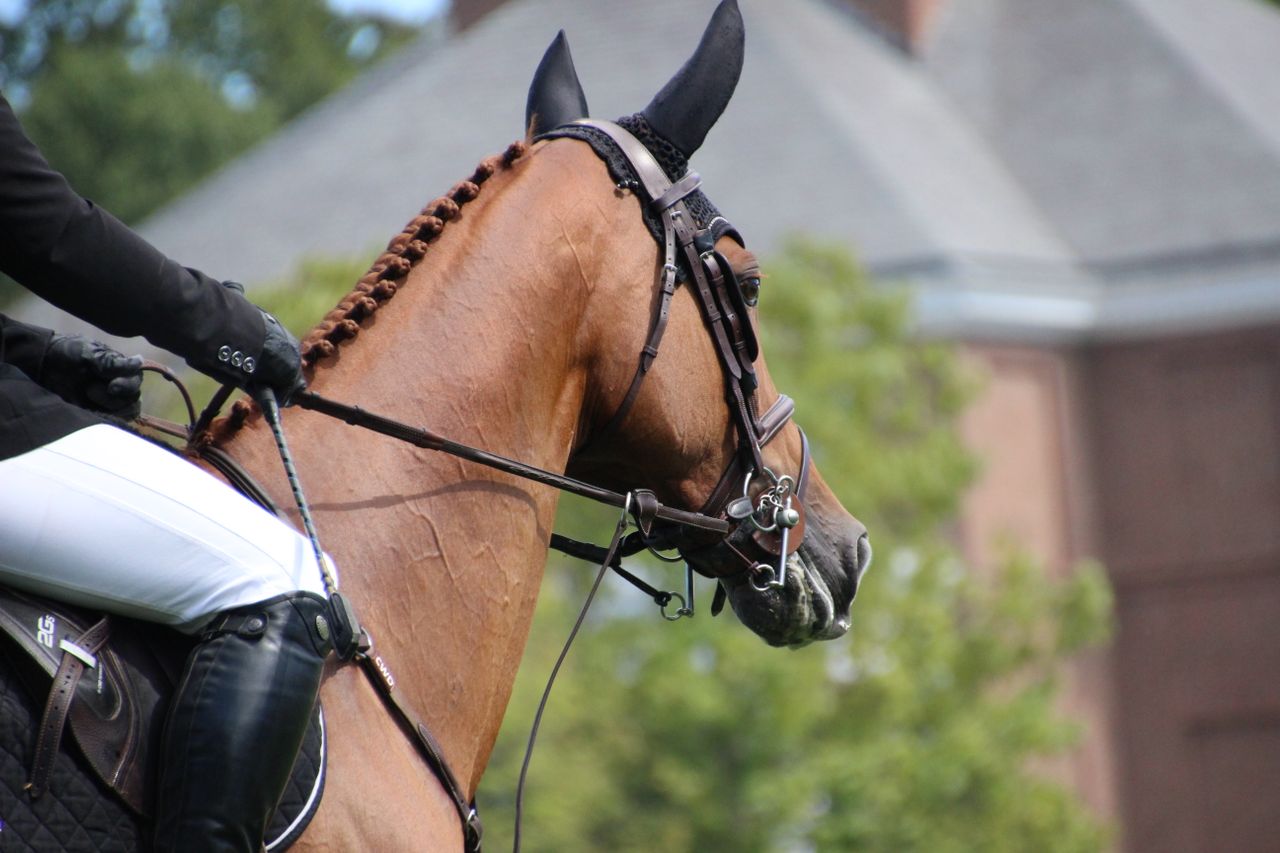 horse wearing bridle and equestrian tack for complete horse tack guide