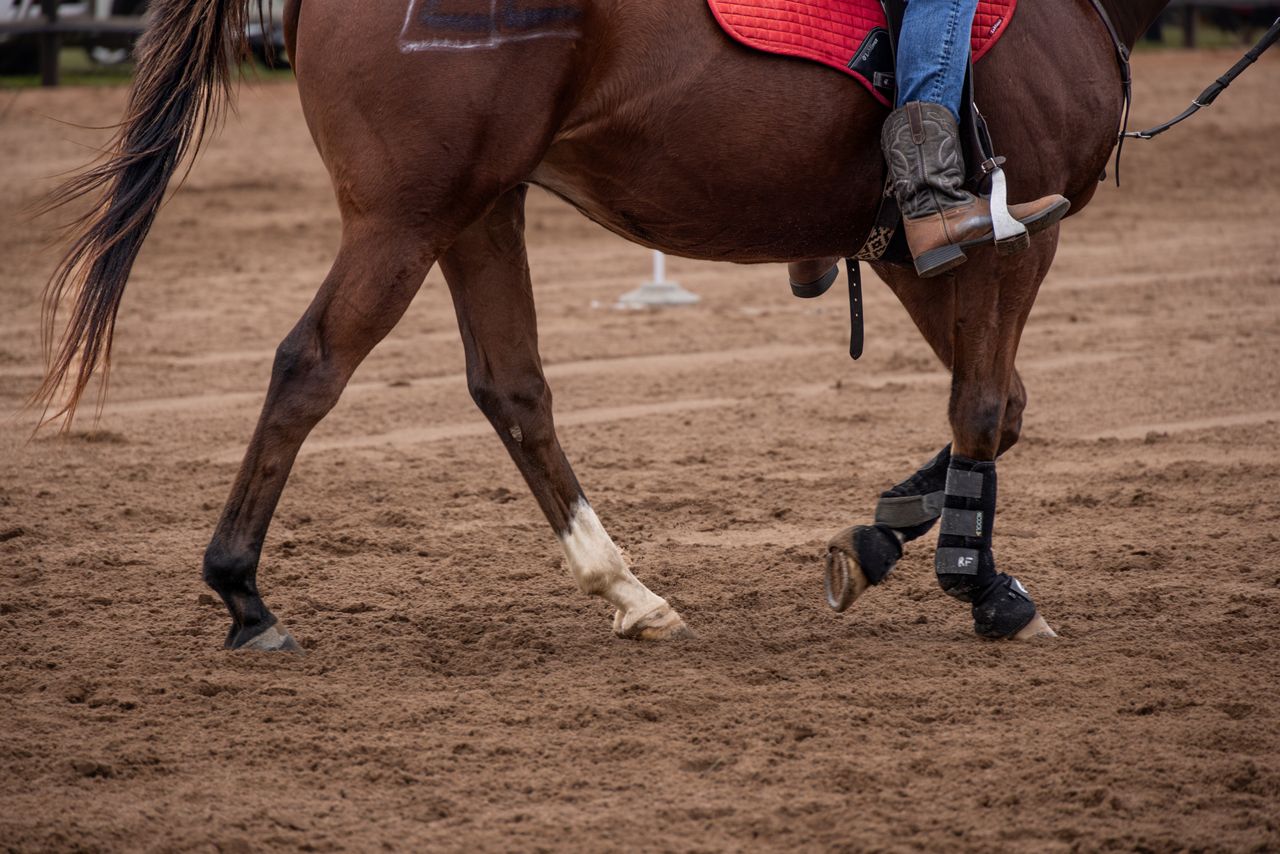 equestrian rider wearing custom riding apparel and horse gear in an arena
