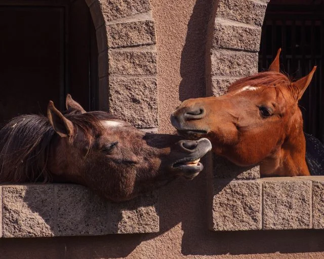 Horse giving a skeptical look toward a saddle while an equestrian professional checks saddle fit, rider balance and tack condition.